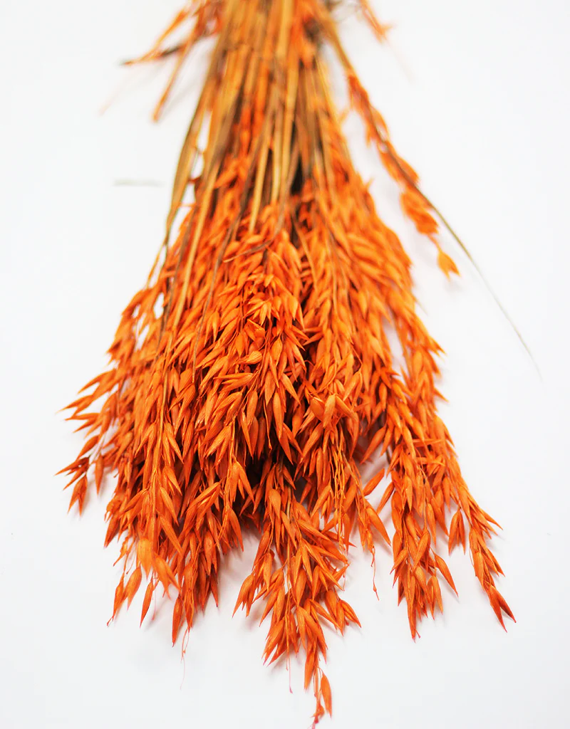 Dried Oat Avena - Orange Flowers Bunch, 50 cm