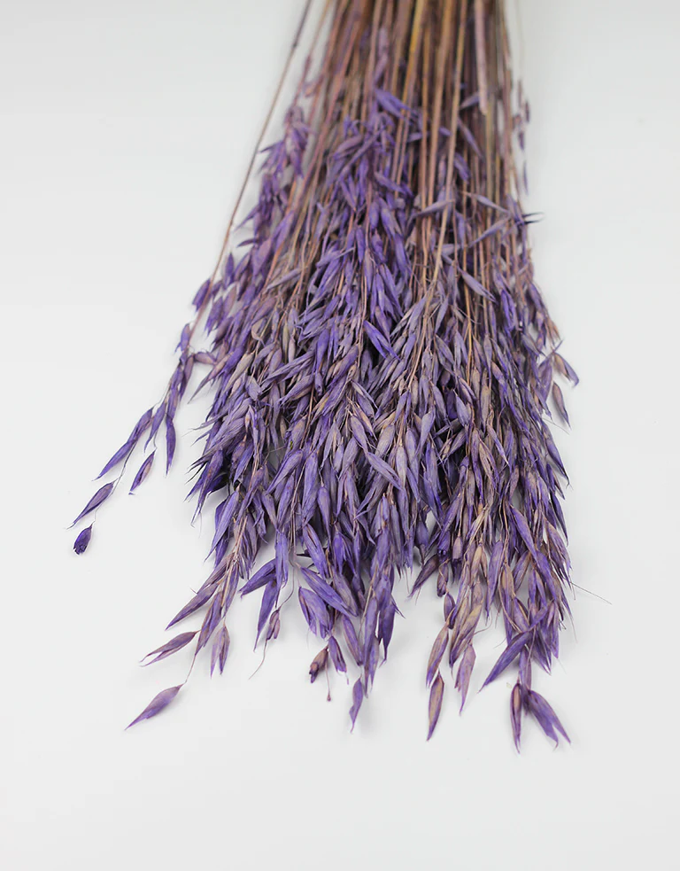 Dried Oat Avena - Purple/ Lilac Bunch, 100 grams, 70 cm