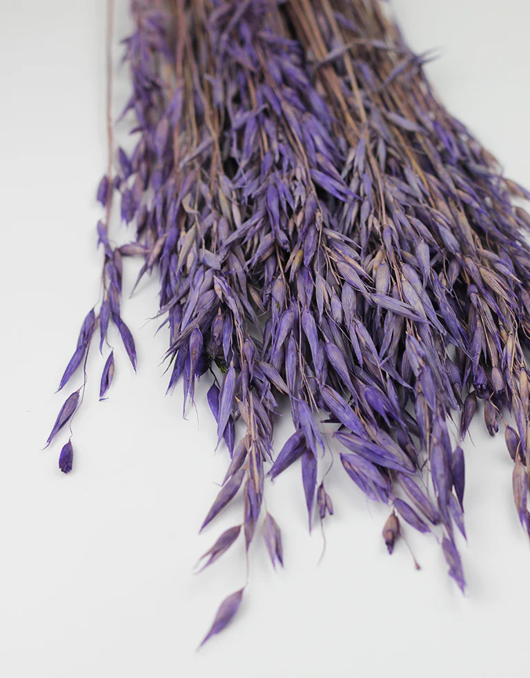 Dried Oat Avena - Purple/ Lilac Bunch, 100 grams, 70 cm - Image 2