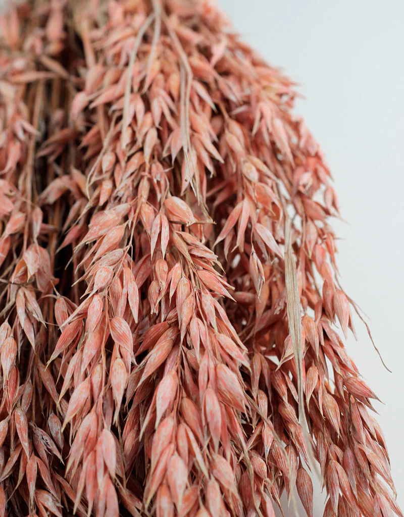 Dried Oat Avena- Salmon Pink, 100 grams, 60 cm - Image 2