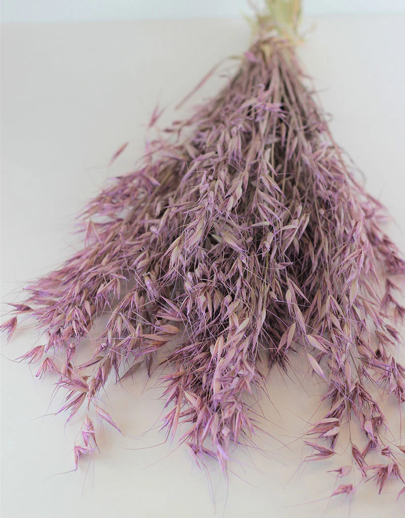 Dried Oat Avena- Lilac Bunch, 100 grams, 70 cm