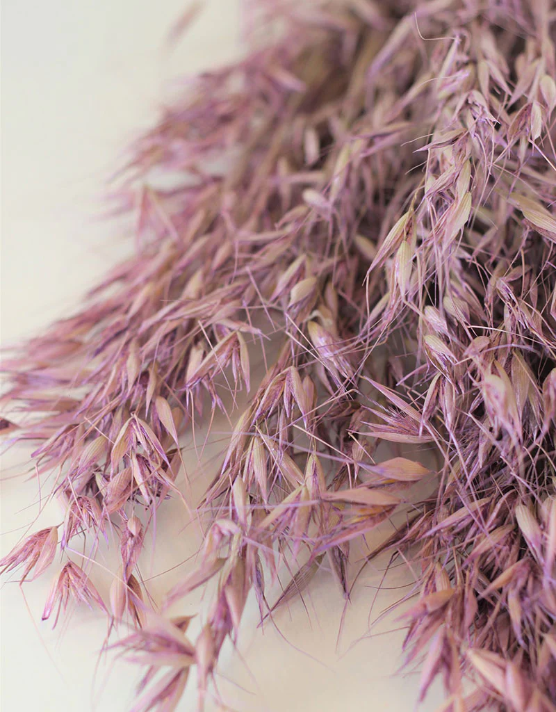 Dried Oat Avena- Lilac Bunch, 100 grams, 70 cm - Image 2