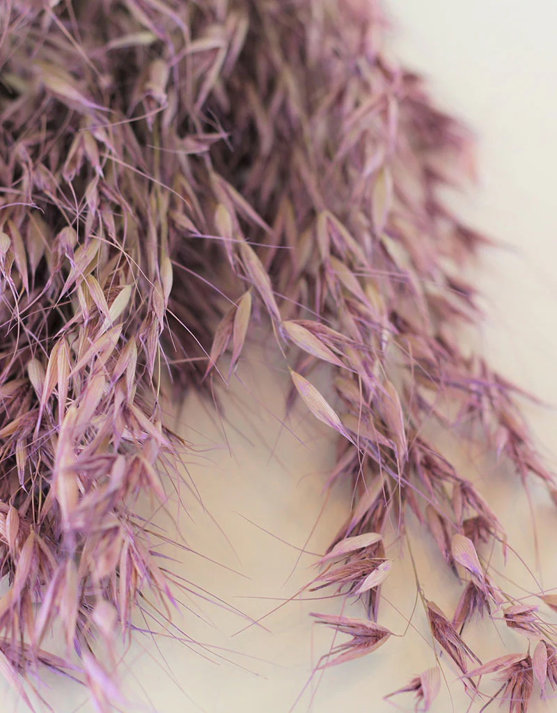 Dried Oat Avena- Lilac Bunch, 100 grams, 70 cm - Image 3
