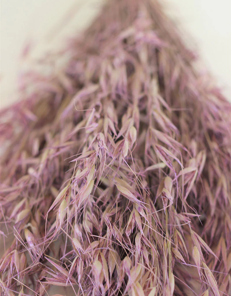 Dried Oat Avena- Lilac Bunch, 100 grams, 70 cm - Image 4