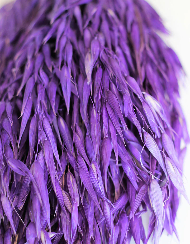 Dried Oat Avena - Wild Violet Bunch, 70 cm - Image 3