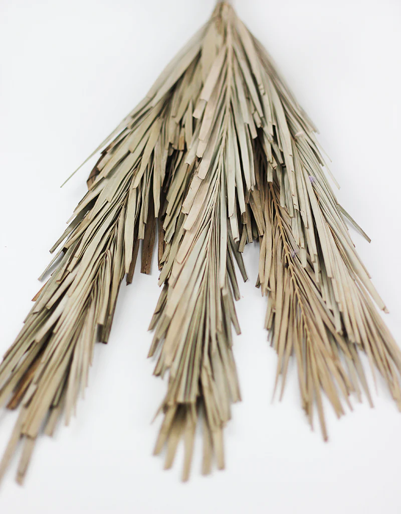 Dried Palm Leaf - Natural, 10 stems, 60 cm