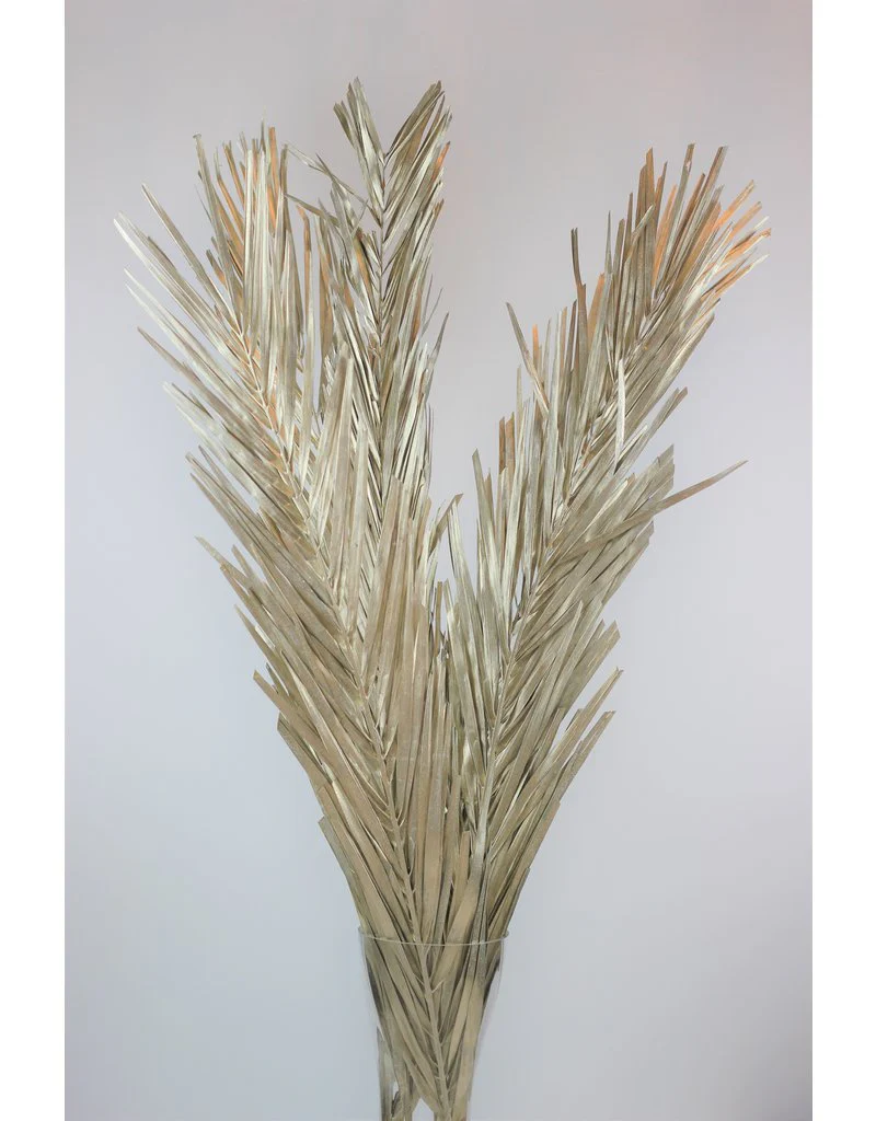 Dried Palm Leaf - Platinum Edition, 5 Stems, 100 cm