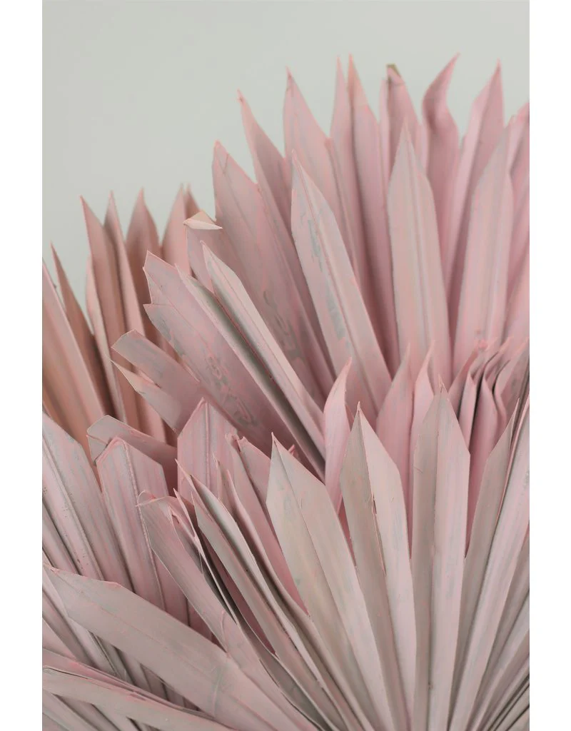 Dried Sun Palms - Baby-Pink, 6 Stems, 60 cm - Image 4