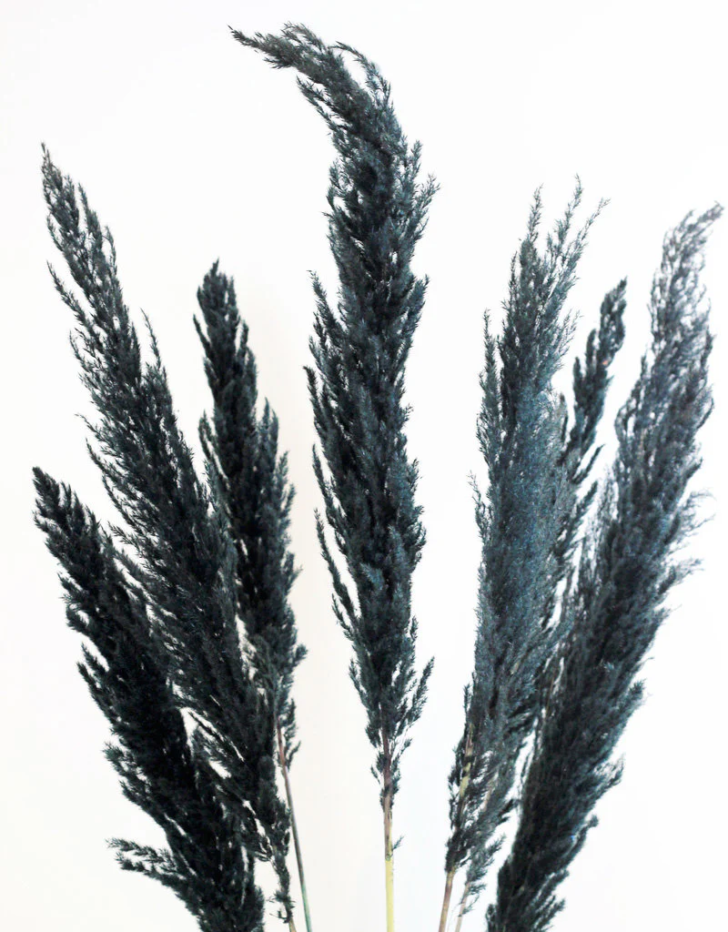Dried Pampas Grass - Black, 8 Stems, 120 cm (Cortaderia)