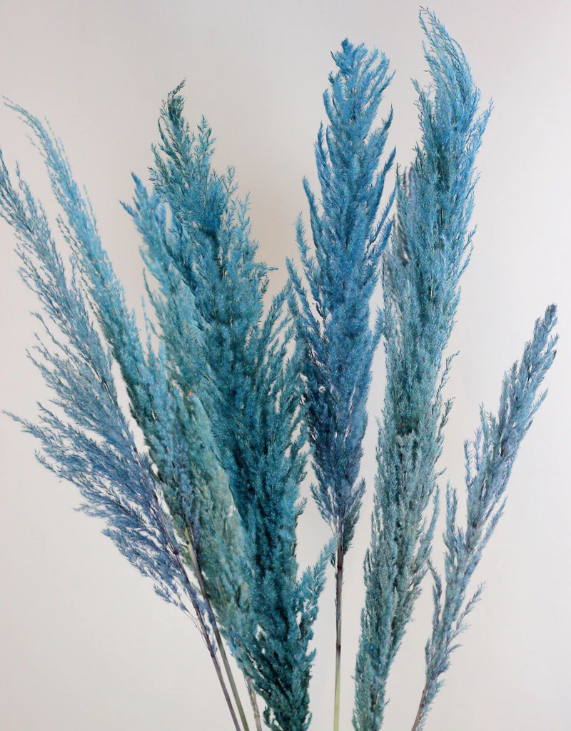 Dried Pampas Grass - Ocean Blue, 8 Stems, 120 cm (Cortaderia)