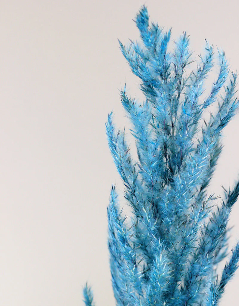 Dried Pampas Grass - Ocean Blue, 8 Stems, 120 cm (Cortaderia) - Image 2