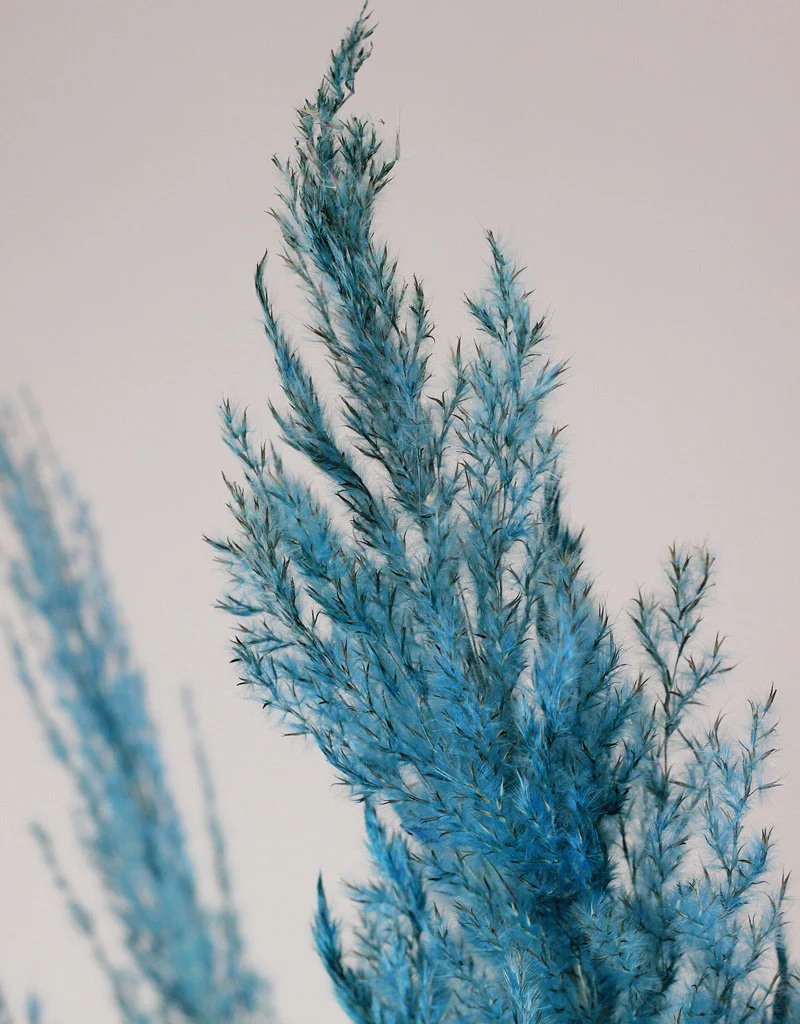 Dried Pampas Grass - Ocean Blue, 8 Stems, 120 cm (Cortaderia) - Image 3