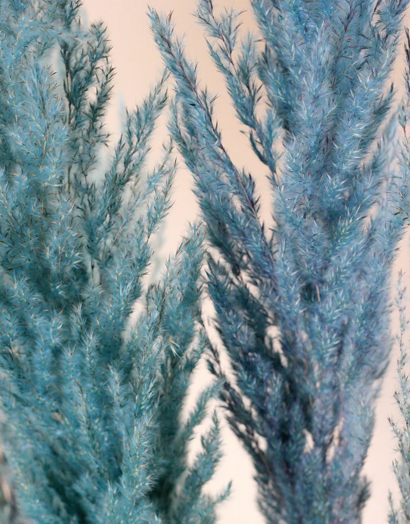 Dried Pampas Grass - Ocean Blue, 8 Stems, 120 cm (Cortaderia) - Image 4