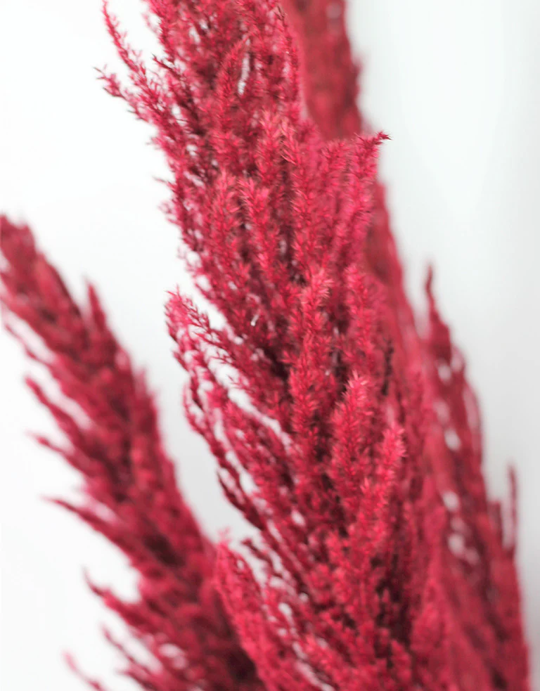 Dried Pampas Grass - Bordeaux Red, 8 Stems, 120 cm (Cortaderia) - Image 3