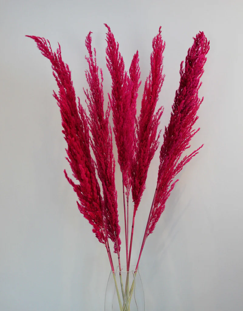 Dried Pampas Grass - Cerise Pink, 8 Stems, 120 cm (Cortaderia)