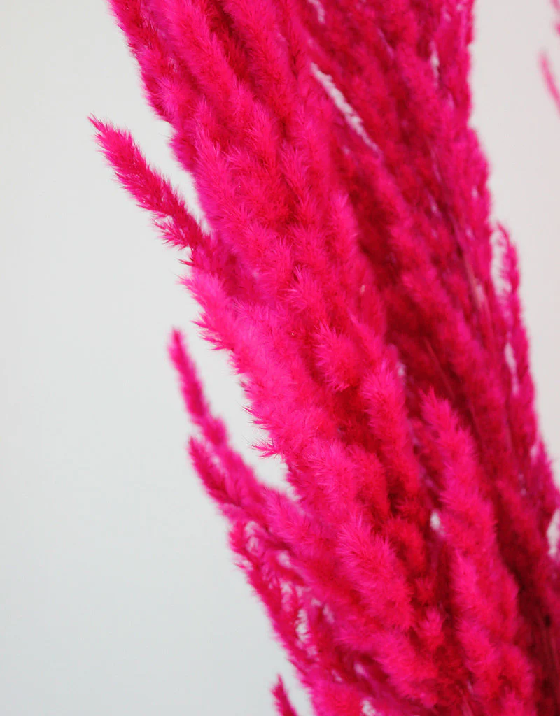 Dried Pampas Grass - Cerise Pink, 8 Stems, 120 cm (Cortaderia) - Image 3