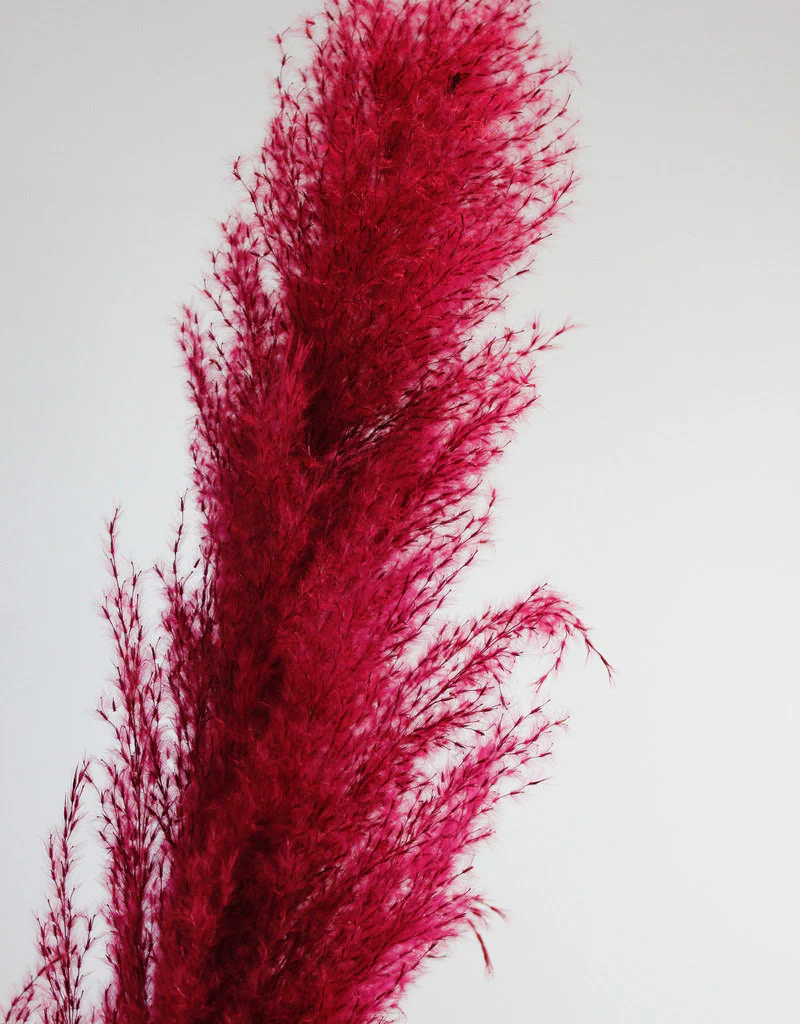 Dried Pampas Grass - Cerise Pink, 8 Stems, 120 cm (Cortaderia) - Image 5
