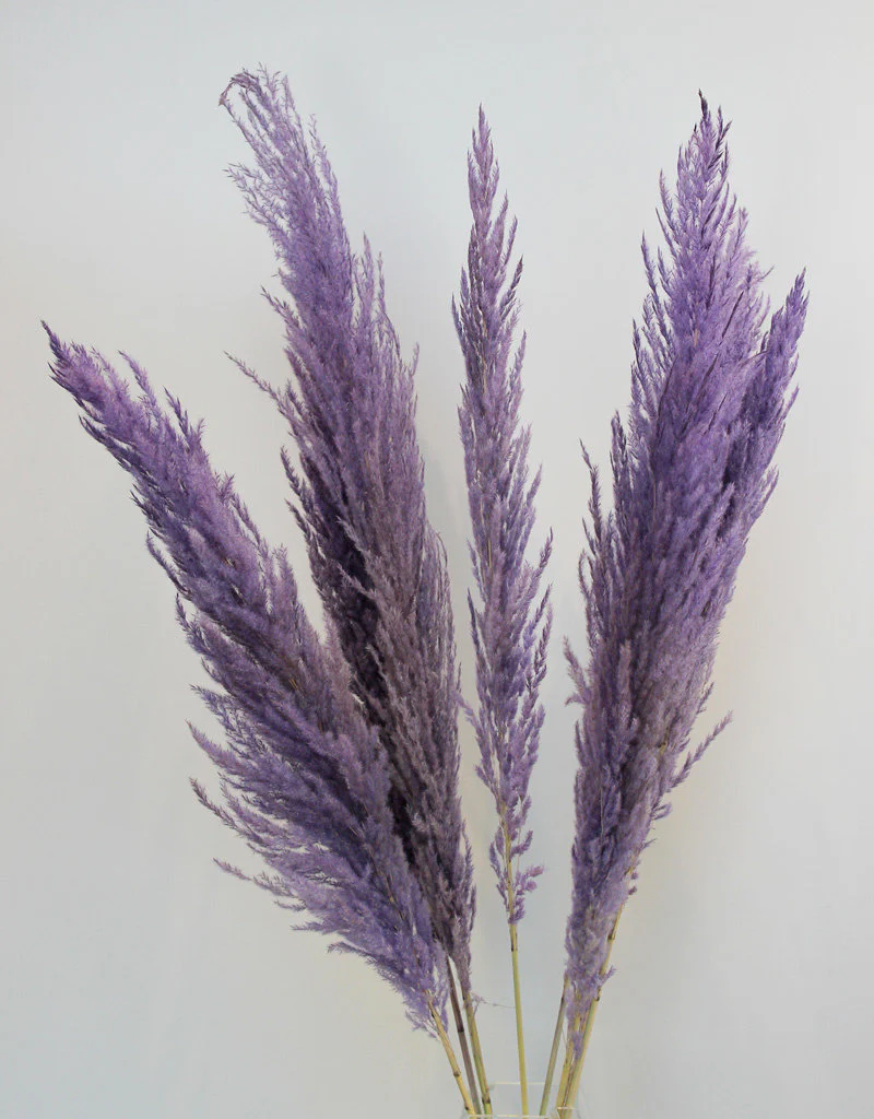 Dried Pampas Grass - Lilac, 8 Stems, 100 cm (Cortaderia)