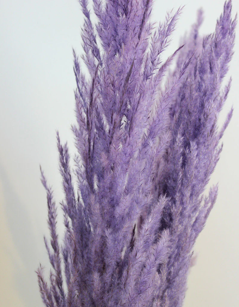 Dried Pampas Grass - Lilac, 8 Stems, 100 cm (Cortaderia) - Image 2