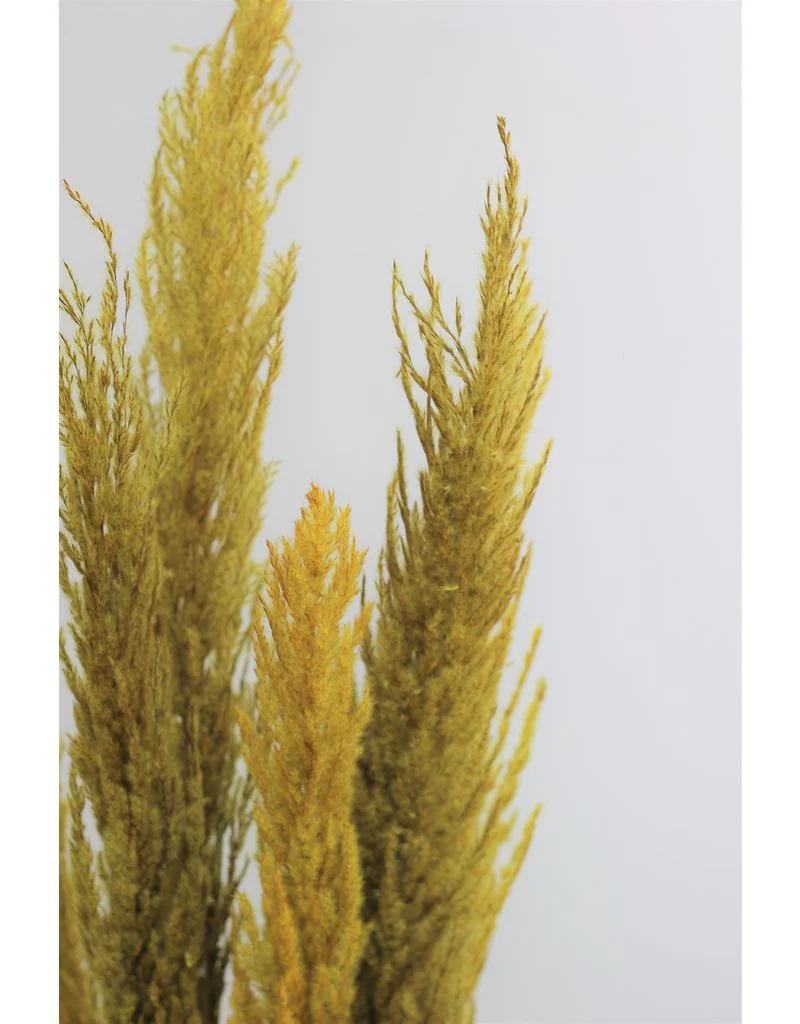 Dried Pampas Grass - Ocher Yellow, 8 Stems, 120 cm (Cortaderia) - Image 3