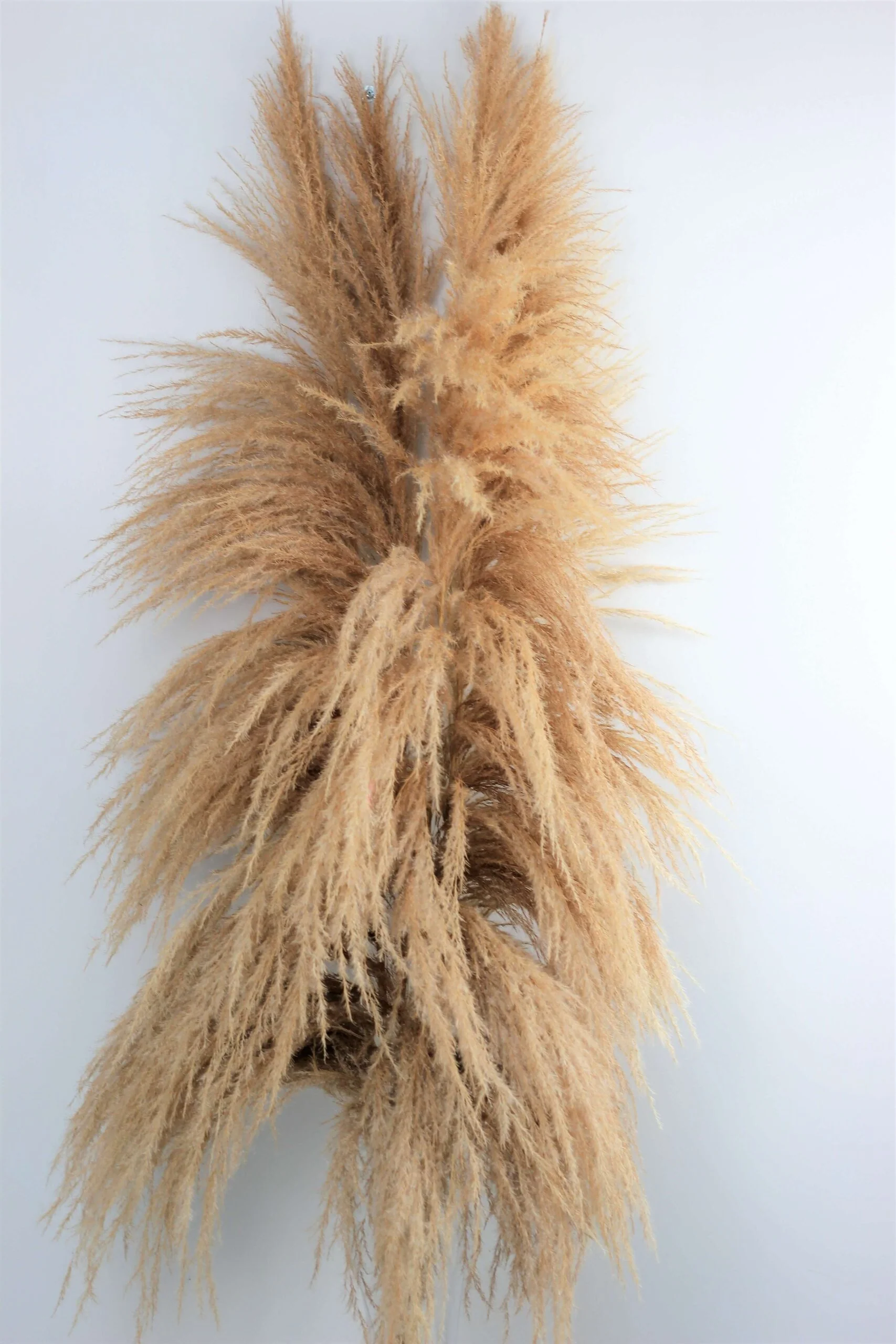 Dried Pampas Grass - Natural Semi Bleached, 100 cm, 5 Stems (Cortaderia)