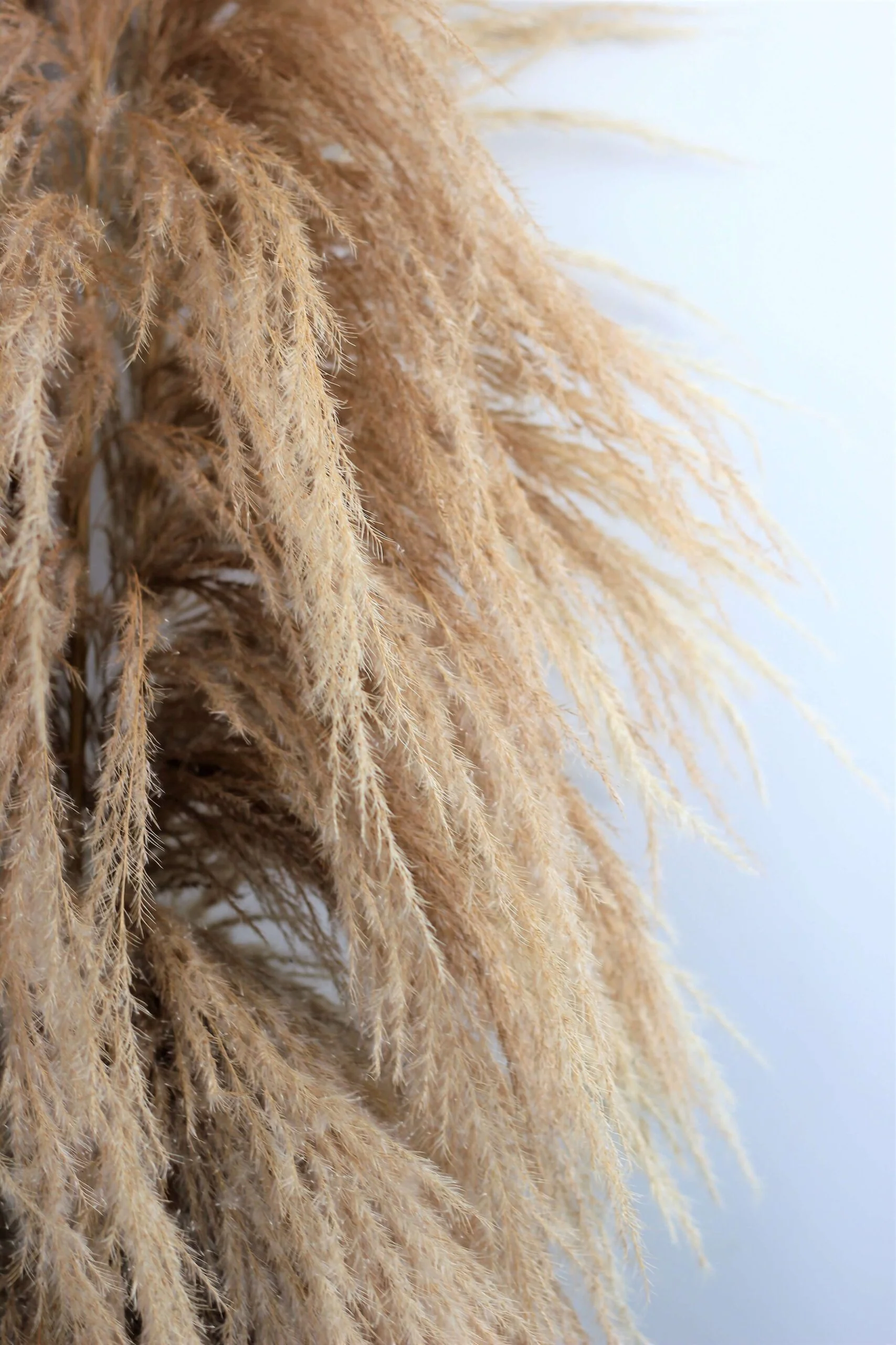 Dried Pampas Grass - Natural Semi Bleached, 100 cm, 5 Stems (Cortaderia) - Image 2