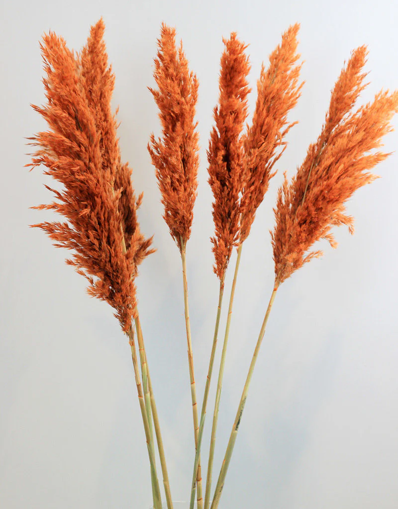 Dried Pampas Grass - Orange, 8 Stems, 100 cm (Cortaderia)