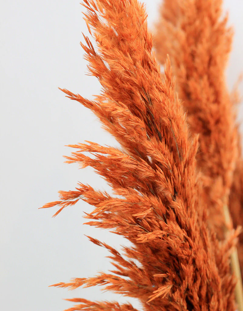 Dried Pampas Grass - Orange, 8 Stems, 100 cm (Cortaderia) - Image 3
