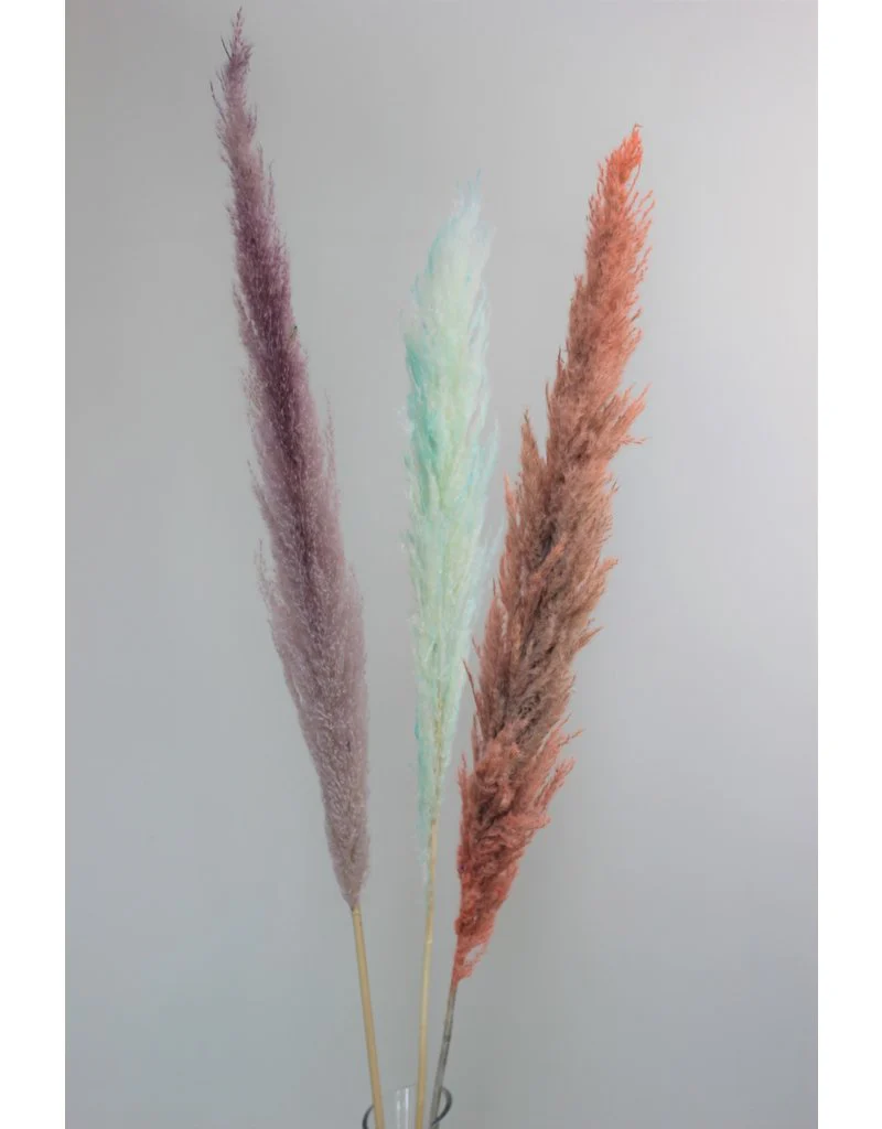 Dried Pampas Grass - Pastel Mix, 3 Stems, 120 cm (Cortaderia)