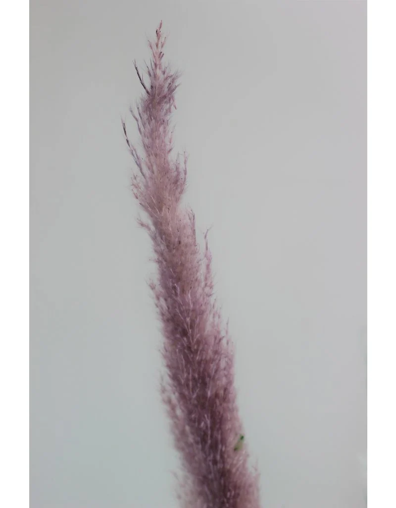 Dried Pampas Grass - Pastel Mix, 3 Stems, 120 cm (Cortaderia) - Image 2