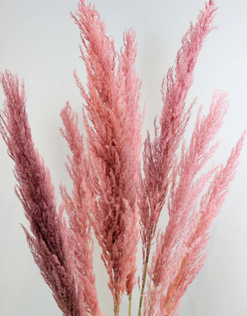 Dried Pampas Grass - Pink, 8 Stems, 120 cm (Cortaderia)