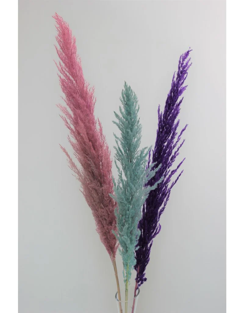 Dried Pampas Grass - Rich Colour Mix, 3 Stems, 120 cm (Cortaderia)