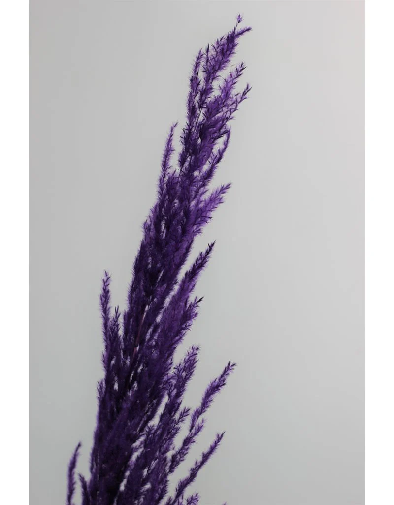 Dried Pampas Grass - Rich Colour Mix, 3 Stems, 120 cm (Cortaderia) - Image 3