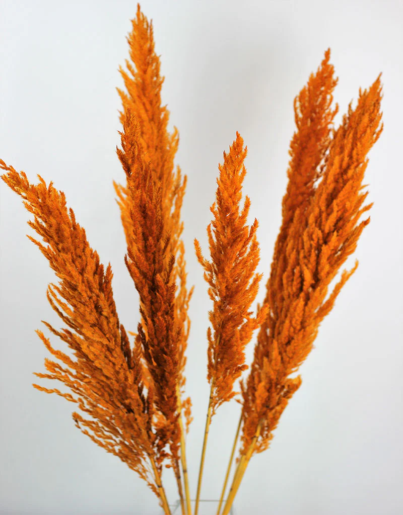 Dried Pampas Grass -Orange, 8 Stems, 120 cm (Cortaderia)