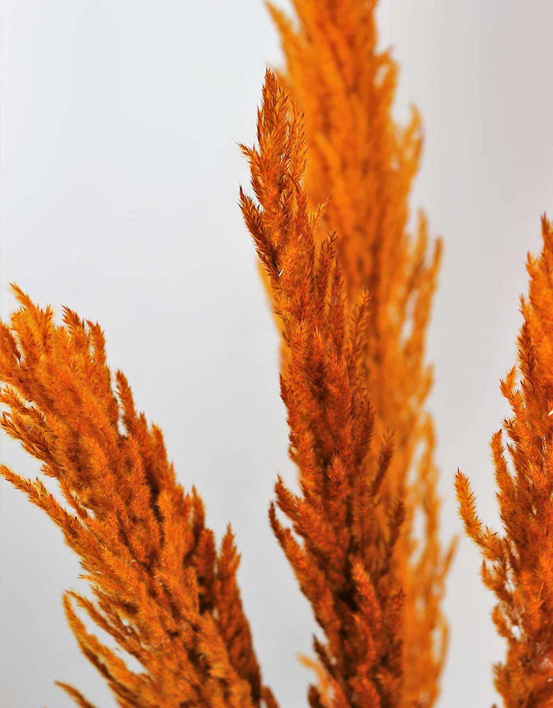 Dried Pampas Grass -Orange, 8 Stems, 120 cm (Cortaderia) - Image 3