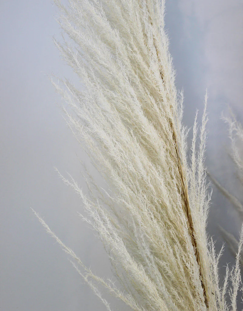 Dried Pampas Grass - Bleached, XL, 120 cm Per Stem (Cortaderia) - Image 2