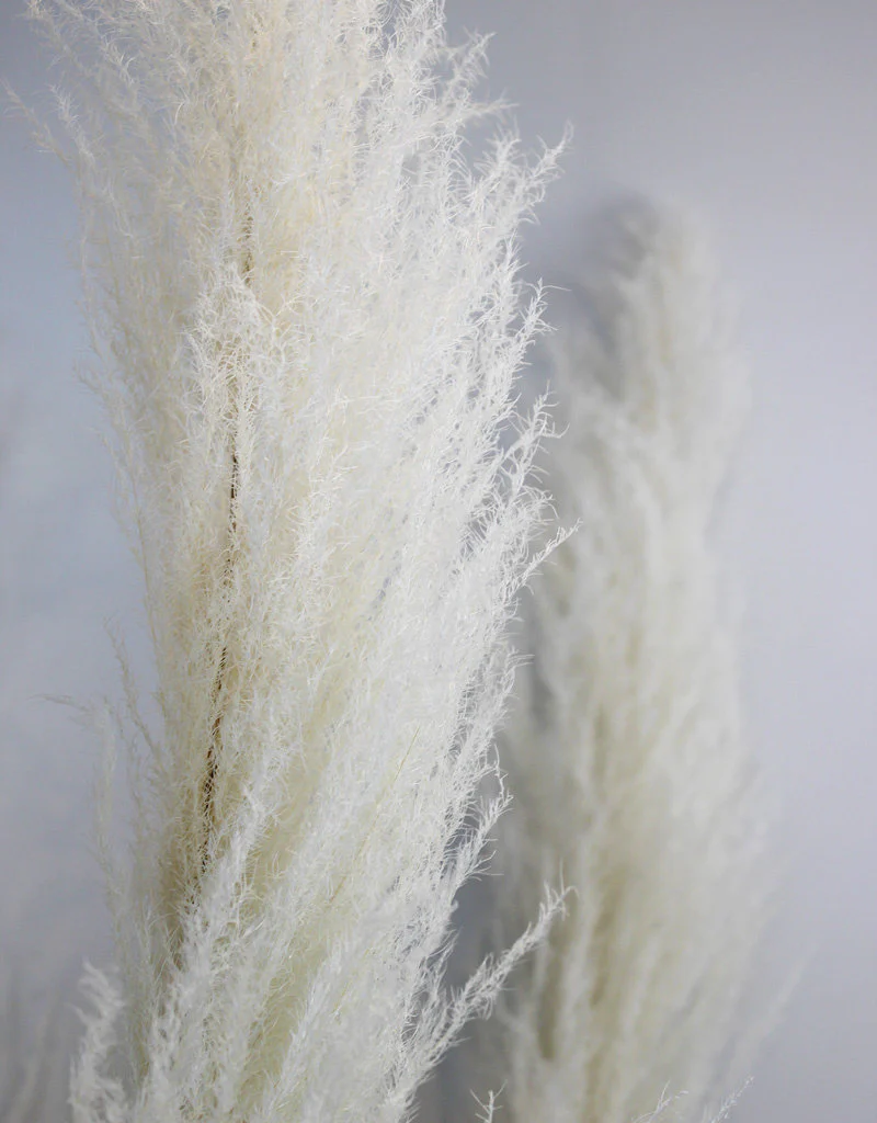 Dried Pampas Grass - Bleached, XL, 120 cm Per Stem (Cortaderia) - Image 3