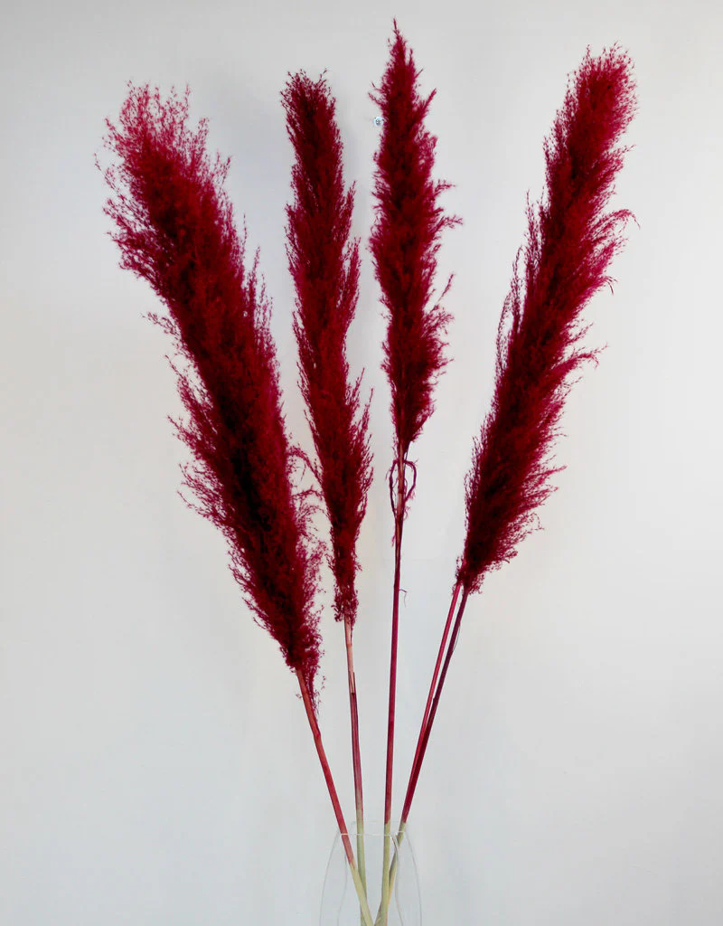 Dried Pampas Grass - Bordeaux Red, XL, 120 cm per Stem (Cortaderia)