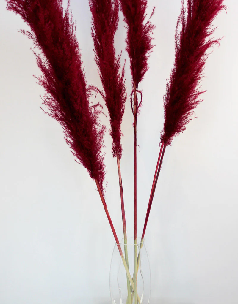 Dried Pampas Grass - Bordeaux Red, XL, 120 cm per Stem (Cortaderia) - Image 2