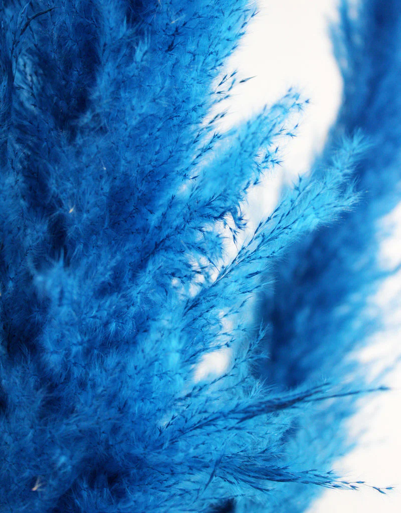 Dried Pampas Grass - Dark Blue, XL, 120 cm per stem (Cortaderia) - Image 3