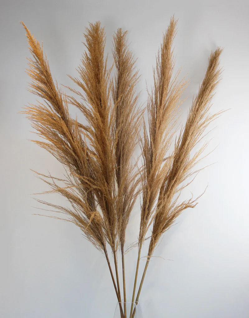 Dried Pampas Grass - Natural Brown, XL, 120 cm per Stem (Cortaderia)