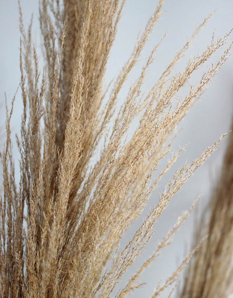 Dried Pampas Grass - Natural Brown, XL, 120 cm per Stem (Cortaderia) - Image 2