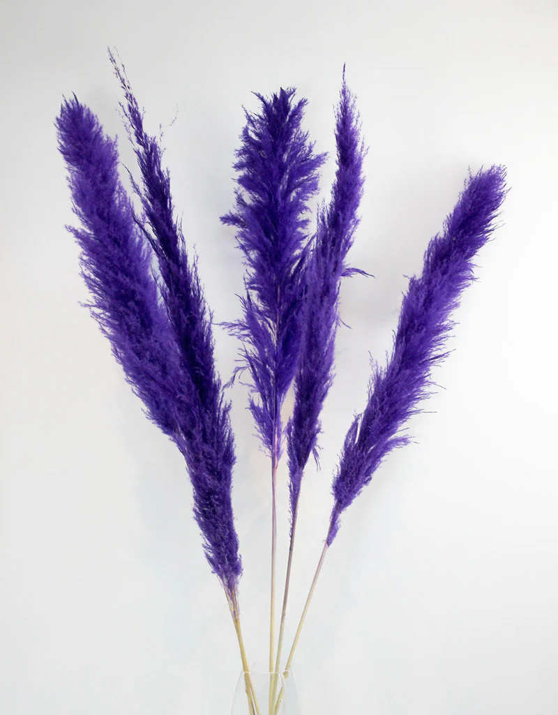 Dried Pampas Grass - Purple, XL, 120 cm per Stem (Cortaderia)
