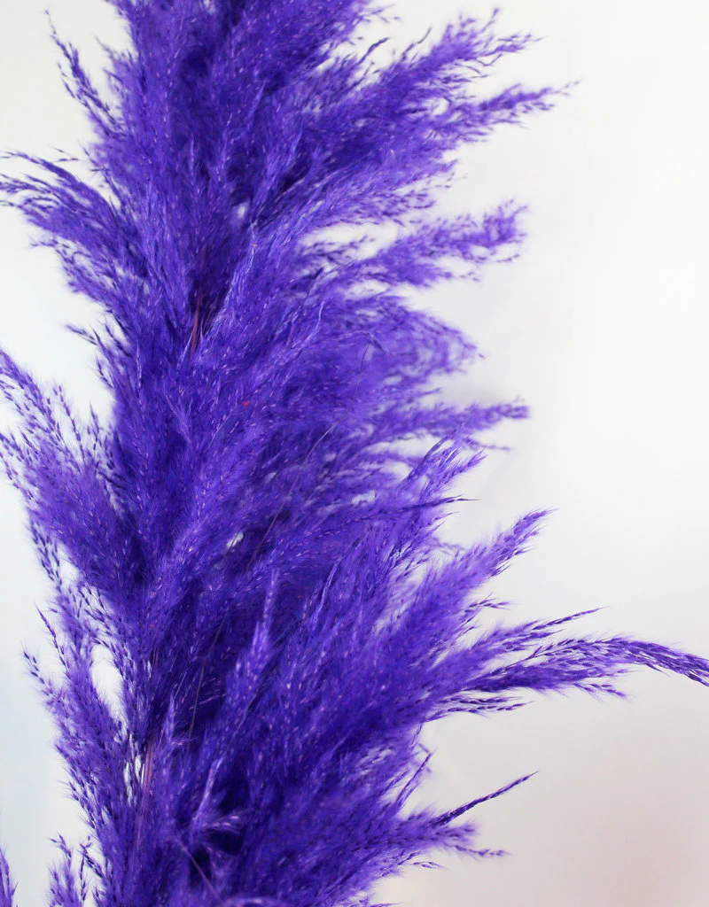 Dried Pampas Grass - Purple, XL, 120 cm per Stem (Cortaderia) - Image 3