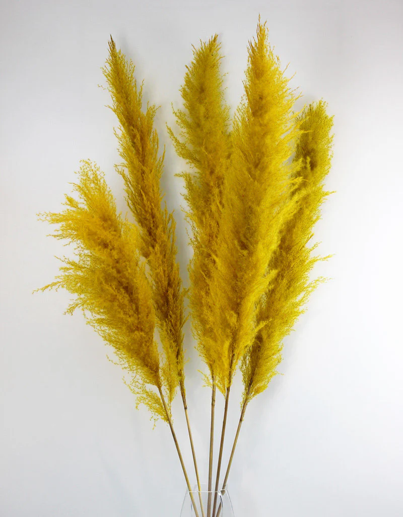 Dried Pampas Grass - Yellow, XL, 120 cm per Stem (Cortaderia)
