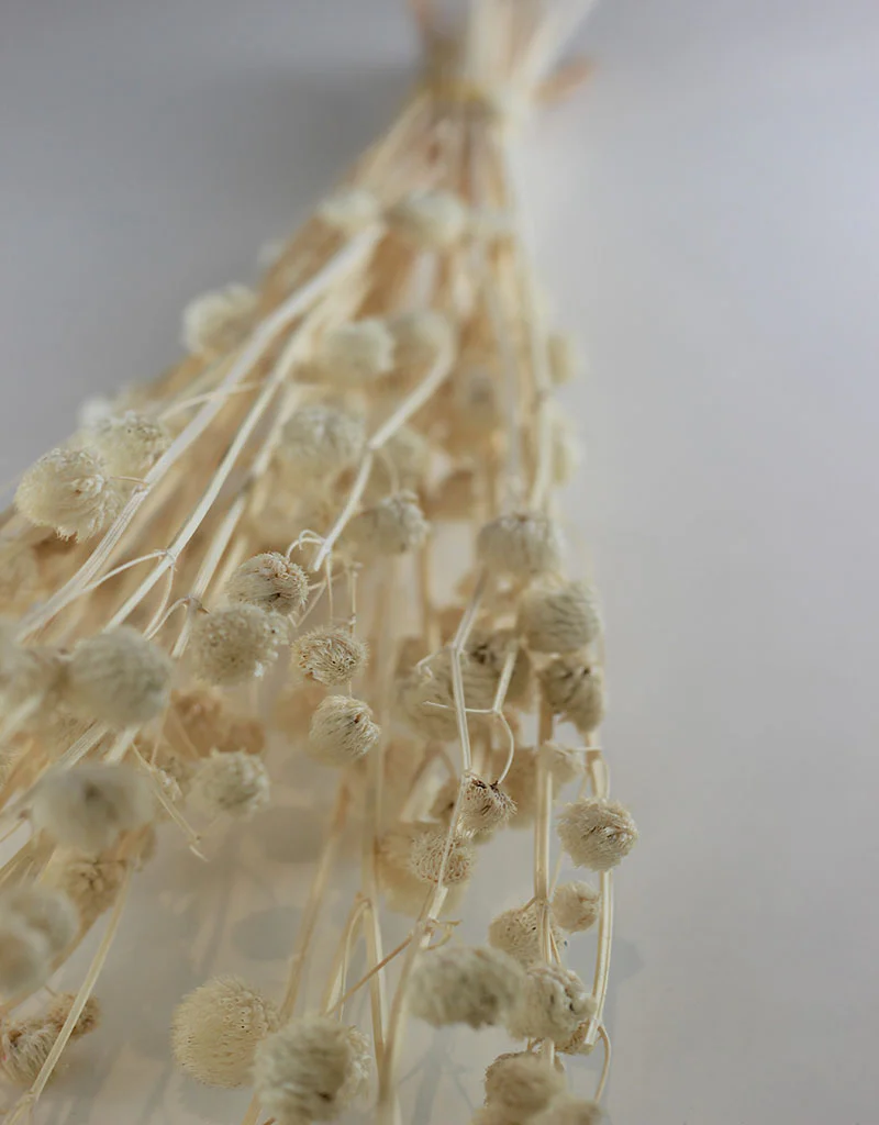 Dried Papermulberry - Bleached Bunch, 70 cm - Image 2