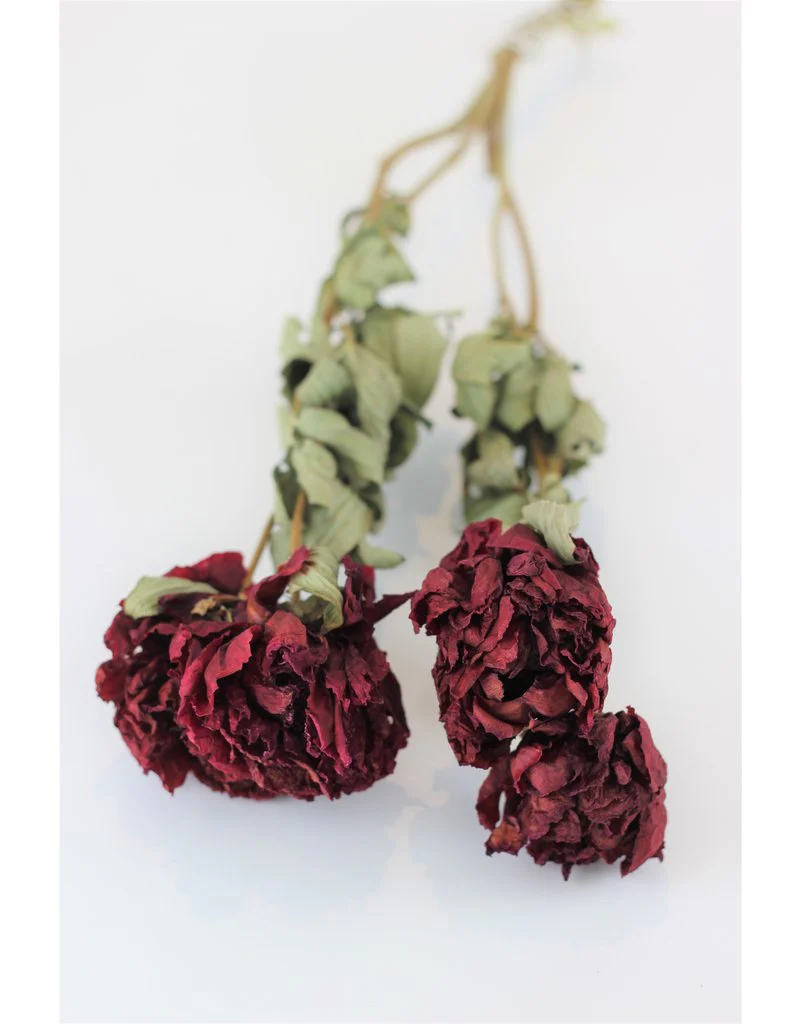 Dried Peony - Burgundy/ Purple tone, 4 Stems, 55 cm