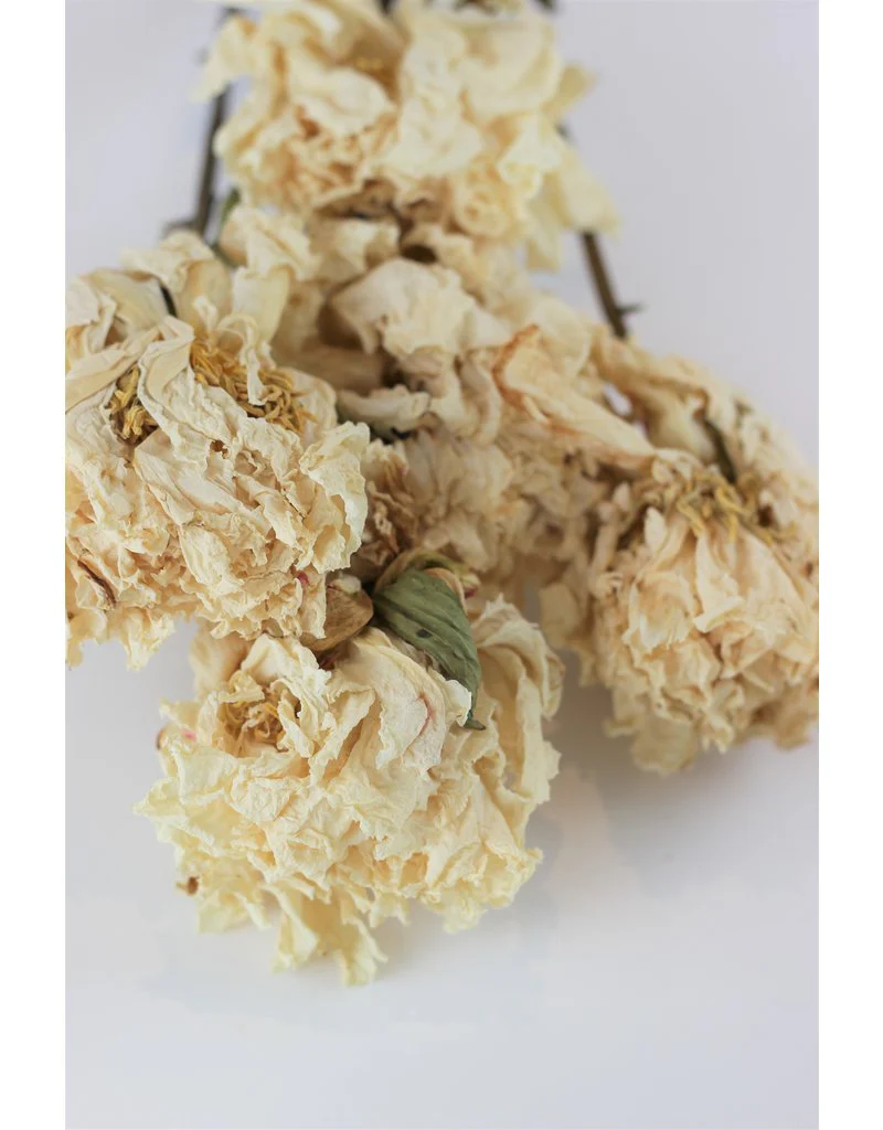 Dried Peony - Cream/Ivory, 5 Stems, 55 cm - Image 2