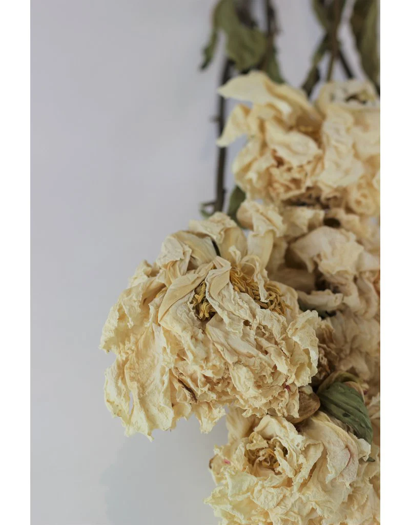 Dried Peony - Cream/Ivory, 5 Stems, 55 cm - Image 3