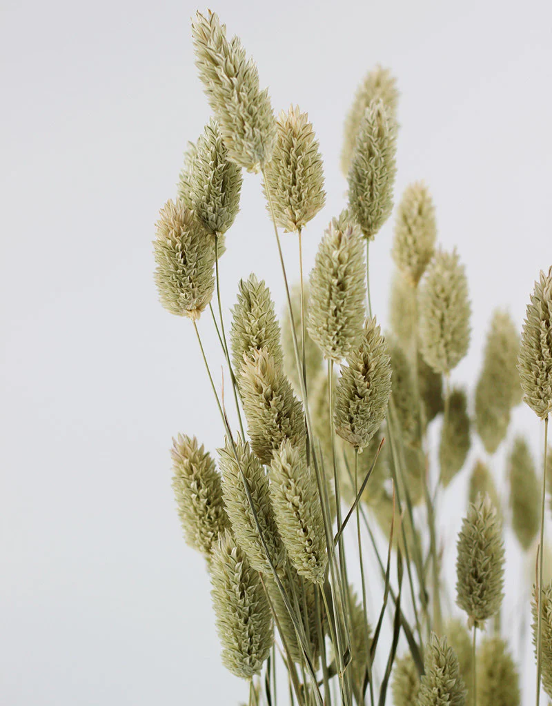 Dried Phalaris - Natural Bunch, 100 grams, 70 cm - Image 5